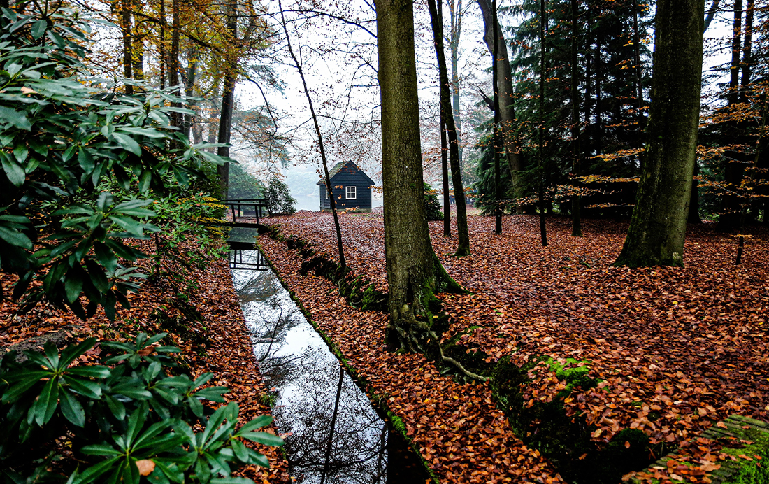 Bos bij Vierhouten