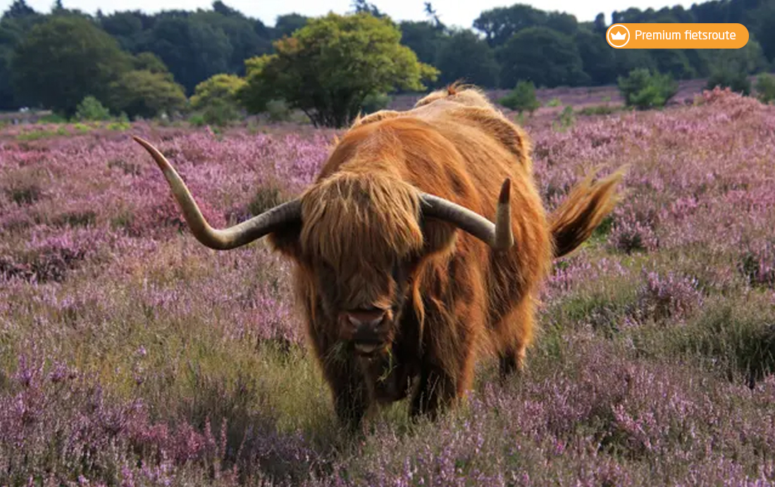 Premium fietsroute Schotse Hooglanders op de Veluwe