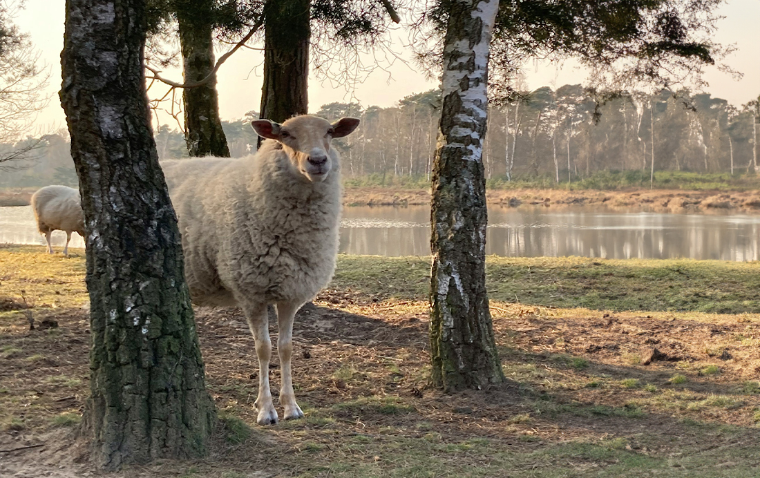 Schapen in het Leudal