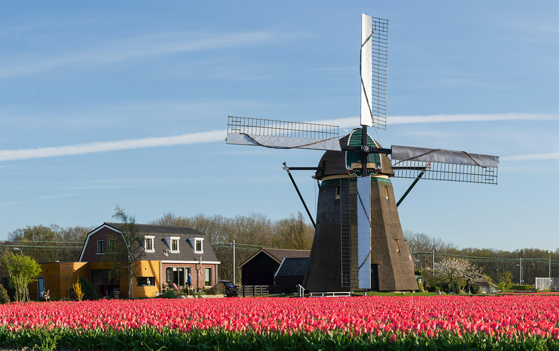 Bloembollenvelden bij Lisse