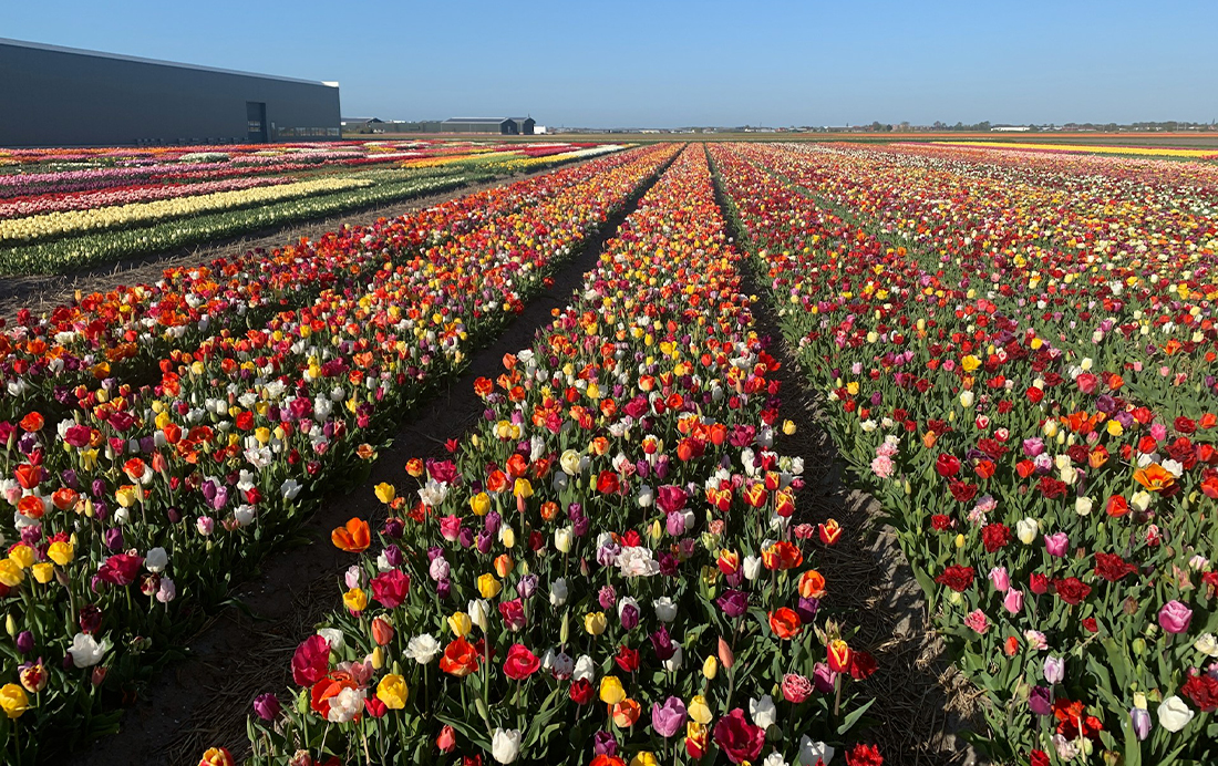 Bollenstreek Zuid-Holland