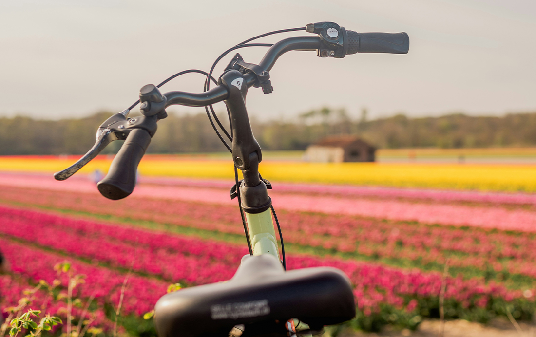 Fietsen in de Bollenstreek