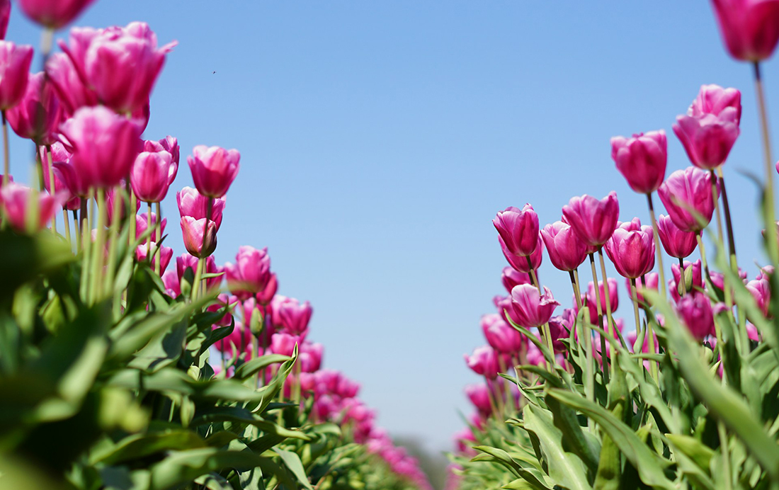 Hollandse tulpen