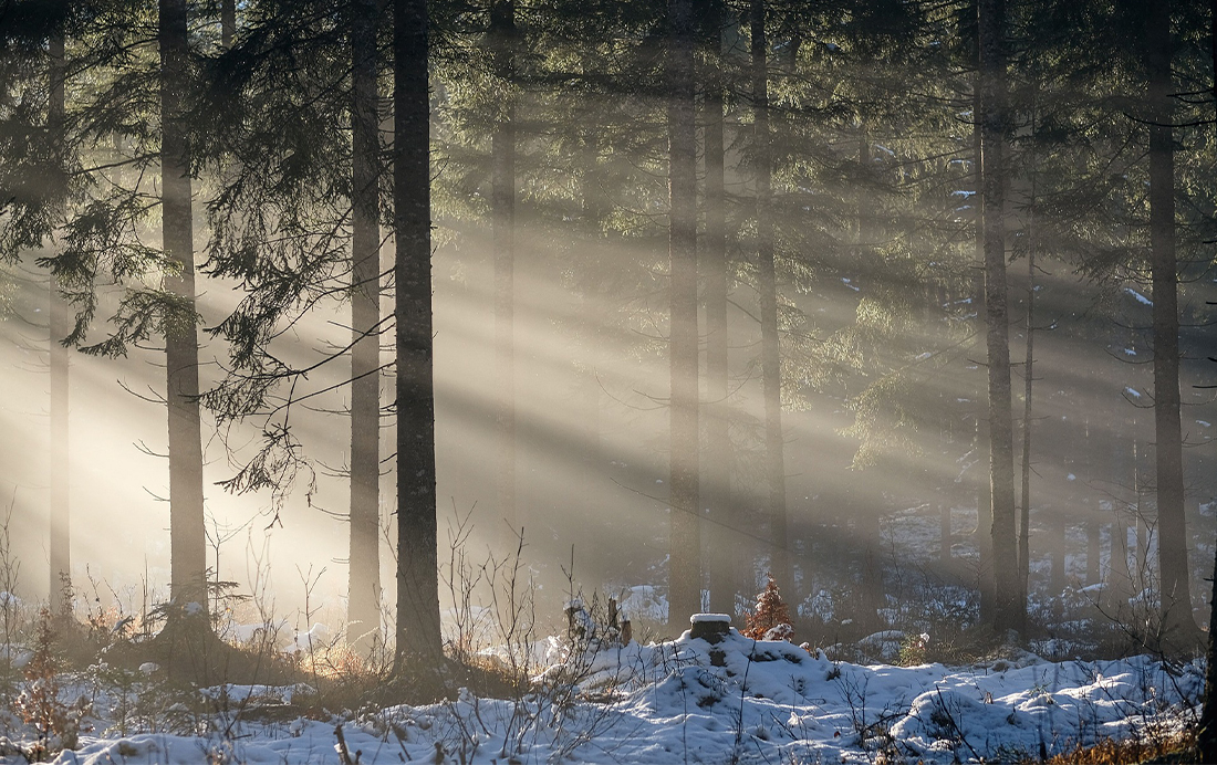 Veluws bos in de sneeuw