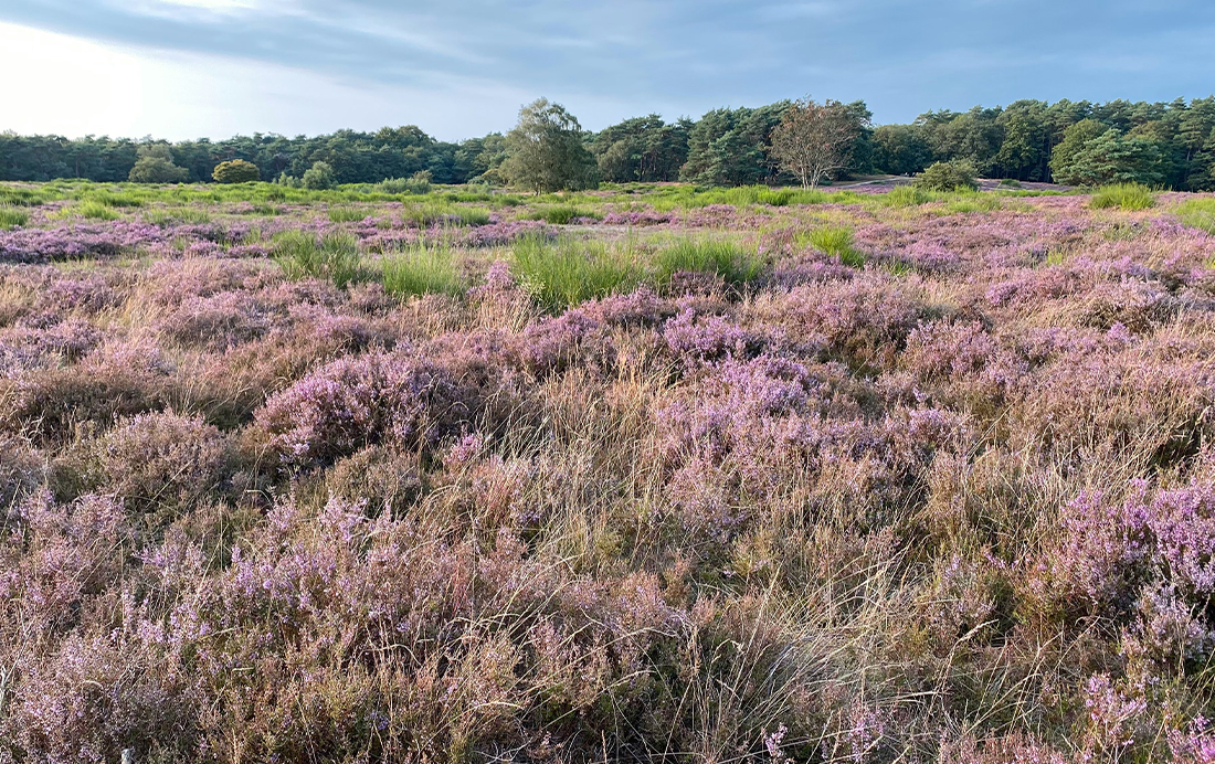 Blaricummerheide in bloei