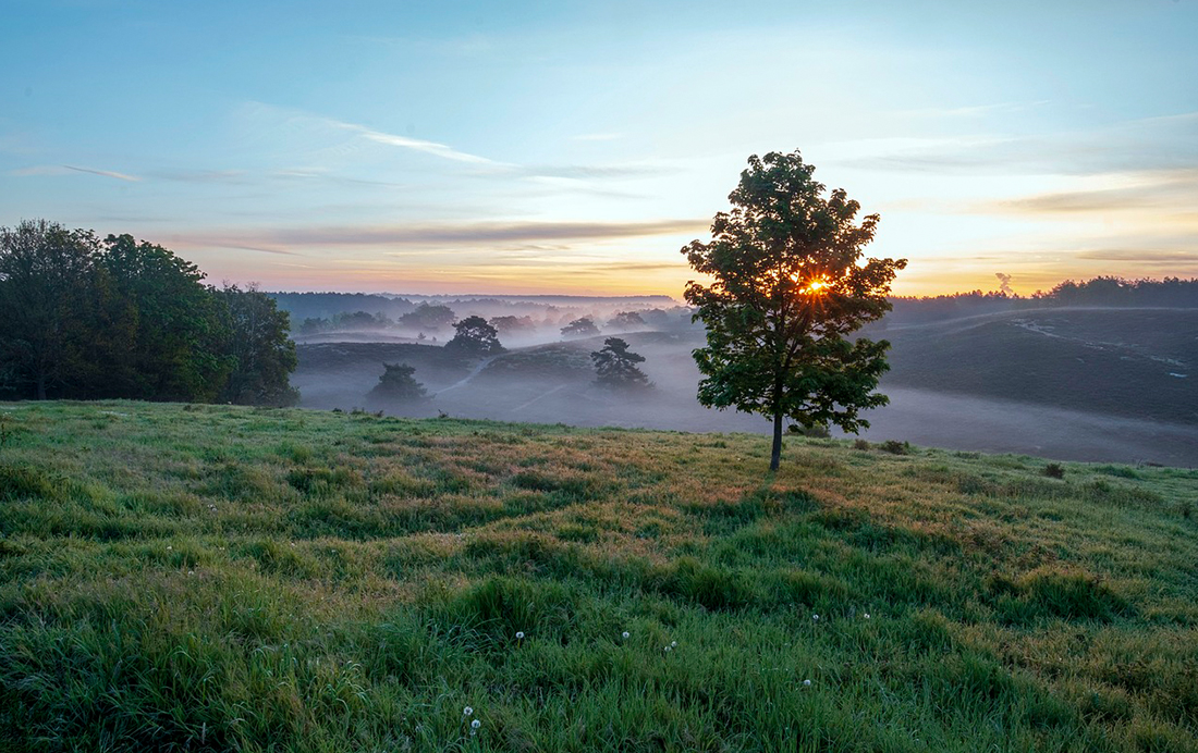 Brunssummerheide in de ochtendzon