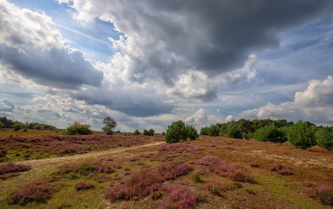 Heide bij Kampina Brabant ©Rob Rokven