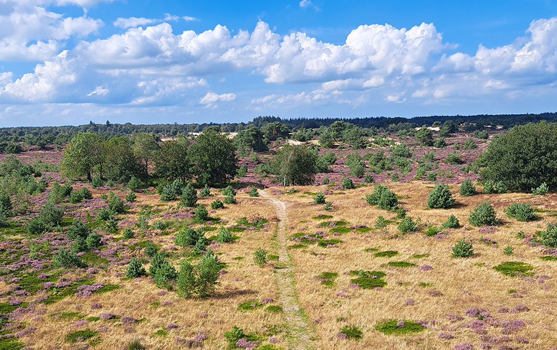 Heide in Drenthe