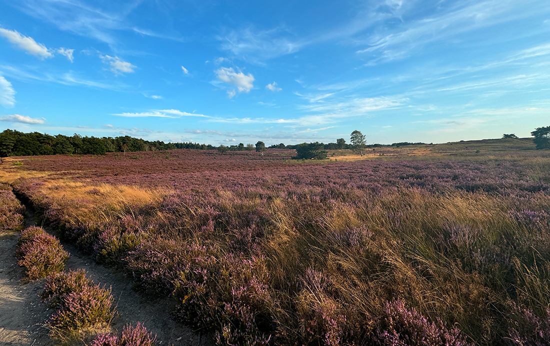 Heide op de Noordveluwe