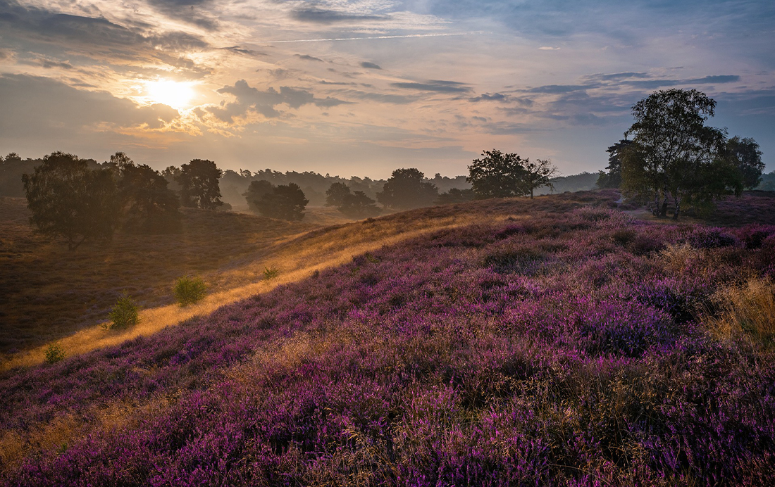 Heideroute bij Eindhoven