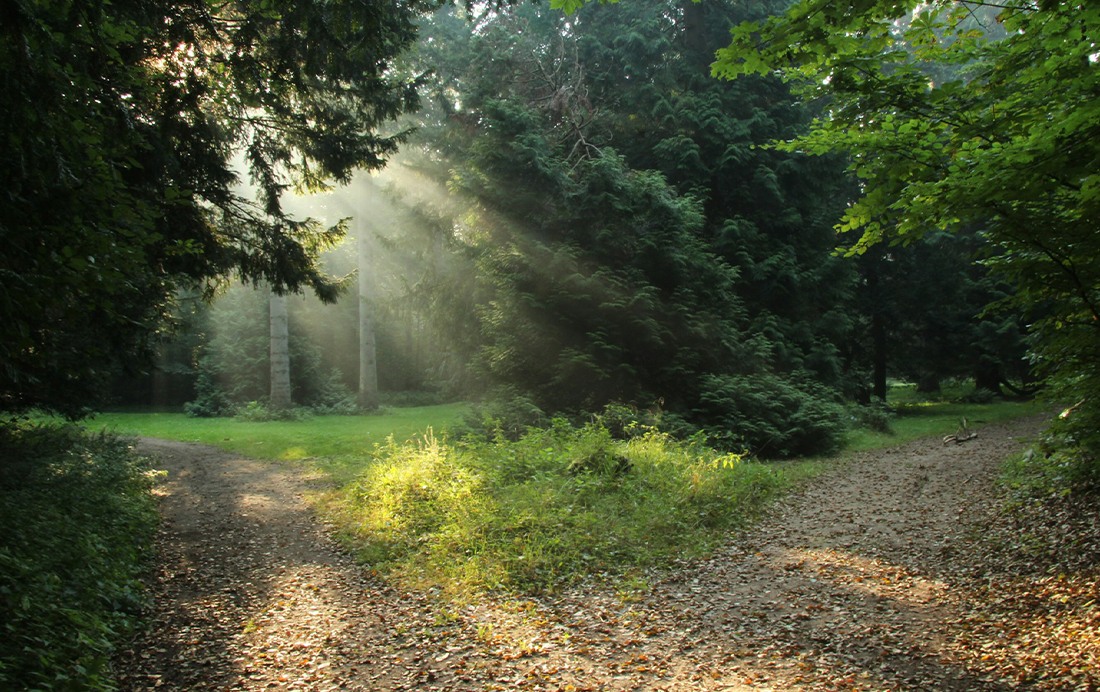 Door de bossen van Zandvoort