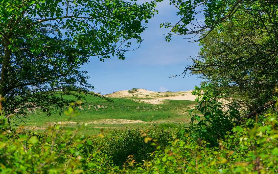 Verleidelijke Noord-Hollandse duinen van Haarlem