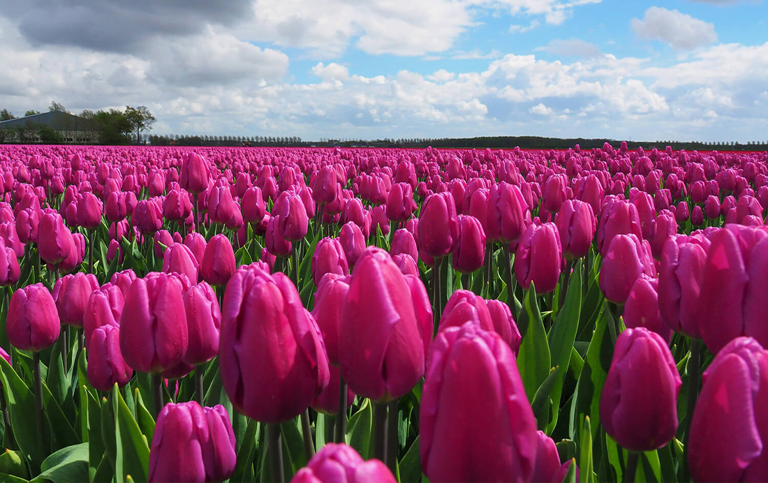 Tulpen-Leiden