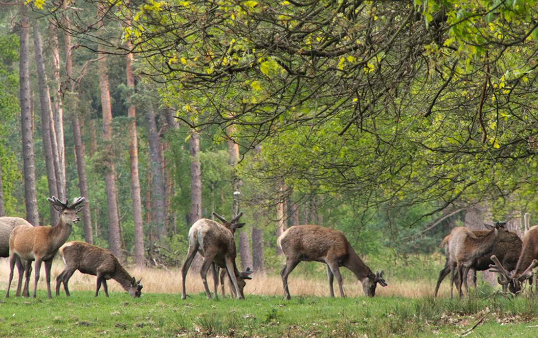 Herten op de Veluwe