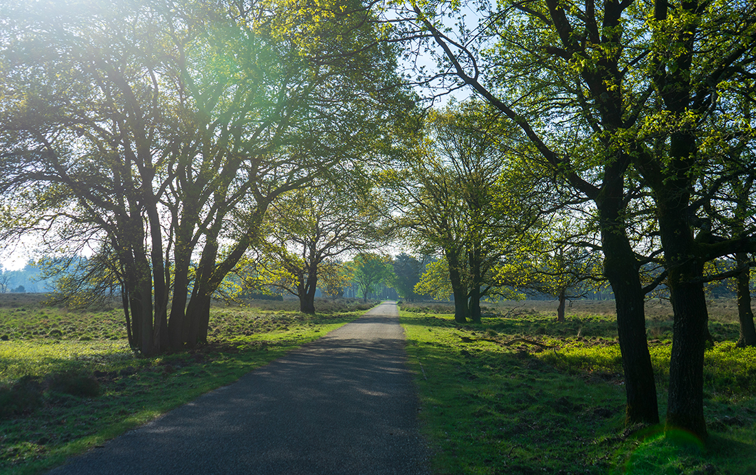 Wild spotten op de Veluwe