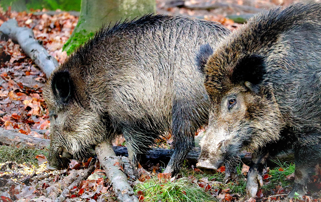 Wilde zwijnen op de Veluwe