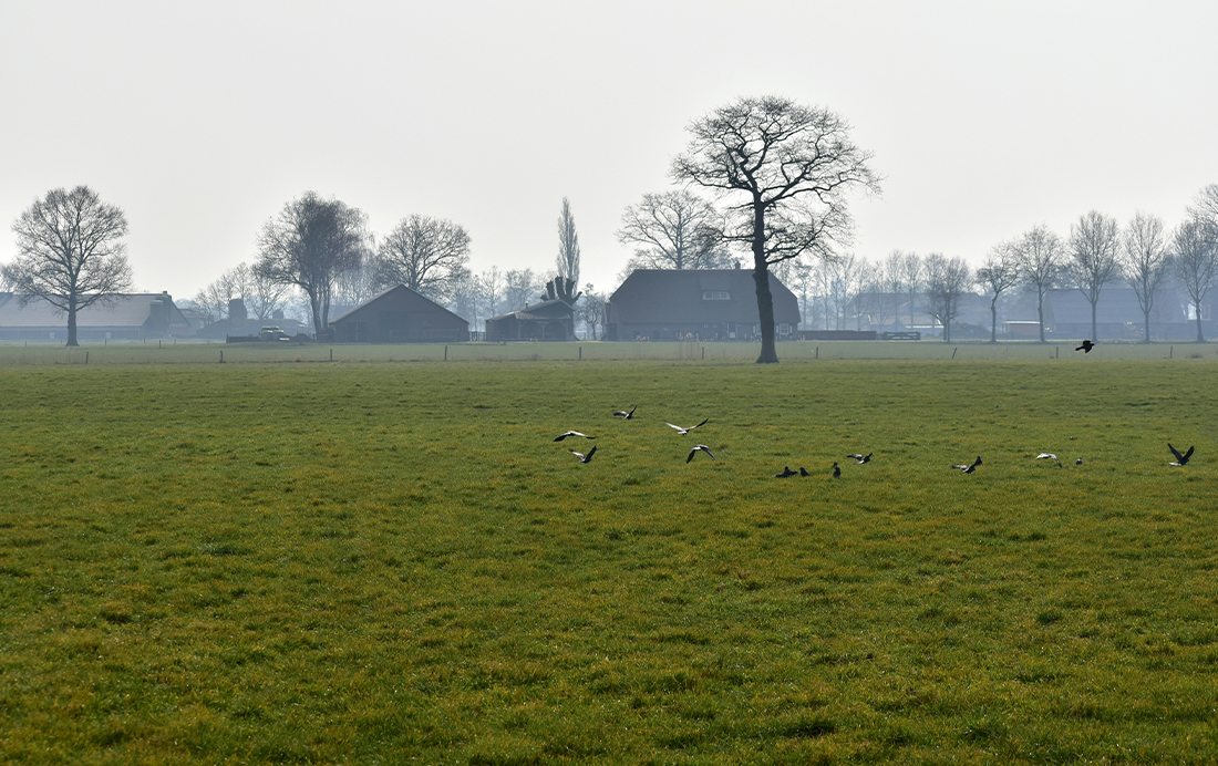 Boerderijen bij Raalte