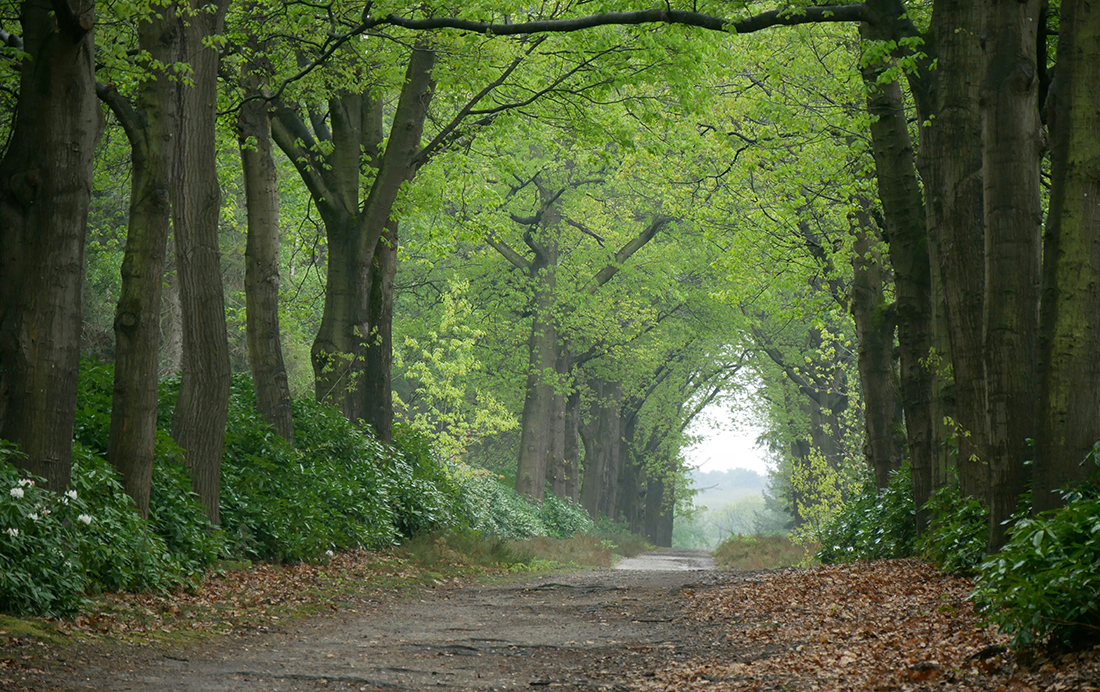 Bossen in Holten