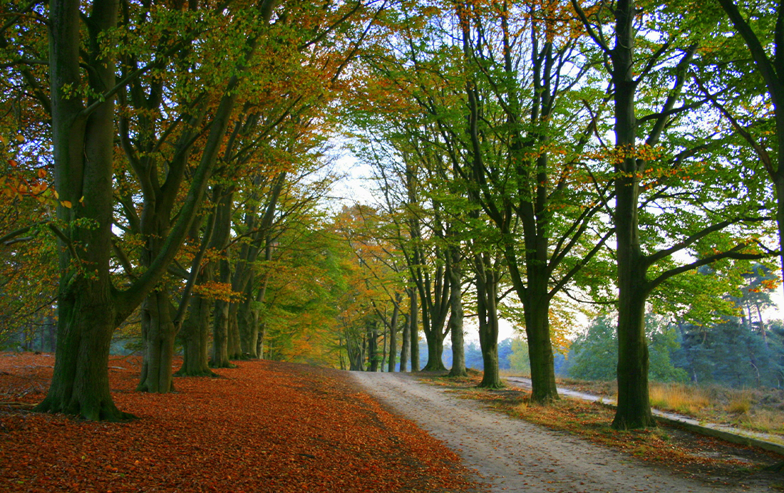 Fietsen over de Sallandse Bergen