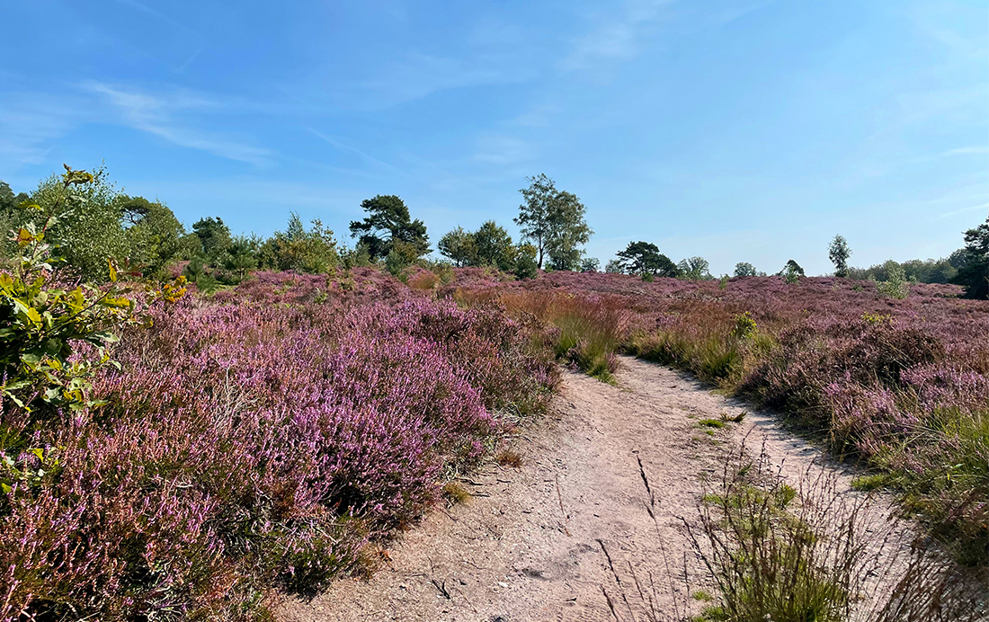 Heide bij Nijverdal