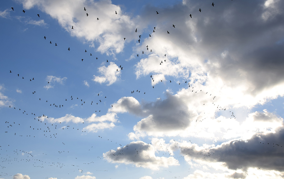 Overvliegende vogels bij Arkemheen