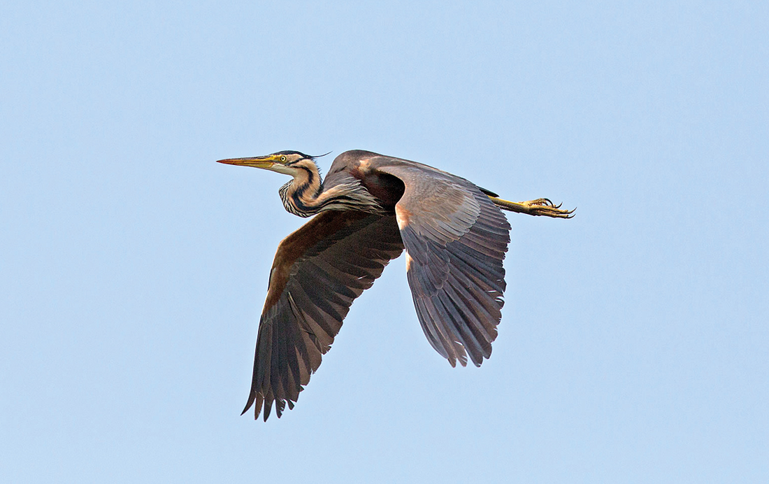 Purperreiger in de Zouweboezem
